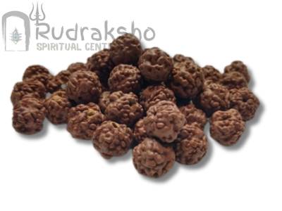 Nirakar or 0 Mukhi Rudraksha from Indonesia